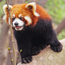 Cute and like apples! Red panda
